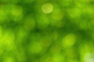 Naklejka na ściany i meble Blurred bokeh background image of bright green foliage in spring or summer.