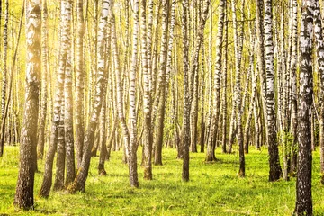 Photo sur Plexiglas Bouleau Sun rays cutting through birch trunks in a grove at sunset or sunrise in spring.