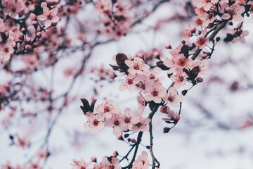 Spring blossoms. Tree branch with beautiful fresh pink flowers in full bloom, close up. Blooming sakura. Floral background.