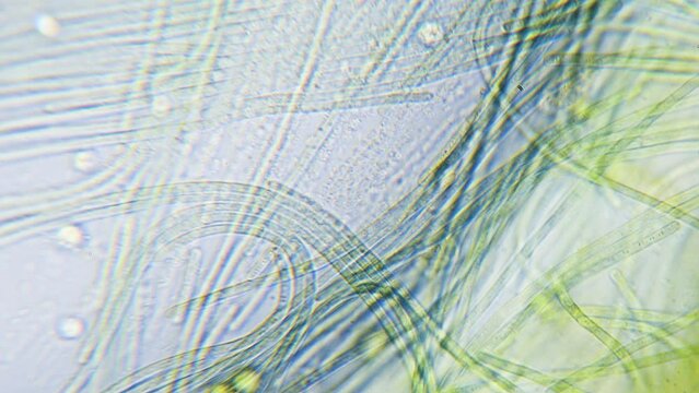 Cyanobacteria and green algae movement under microscope
