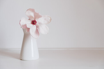 Beautiful fresh pastel pink magnolia flower in full bloom in vase against white background. Spring...
