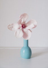 Beautiful fresh pastel pink magnolia flower in full bloom in little vase against white background. Spring still life. Copy space.