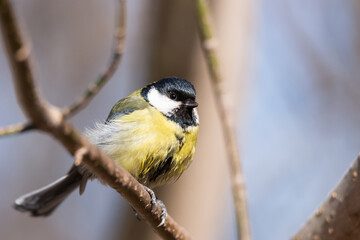 Great tit close up ( Parus major )..
