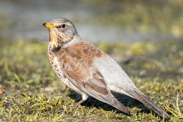 snowbird on the green spring grass (Turdus pilaris)
