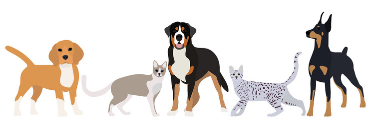 cats and dogs flat design, isolated, vector