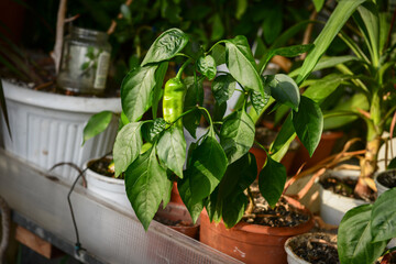 Nice red hot pepper in garden on balcony in day light healthy food 