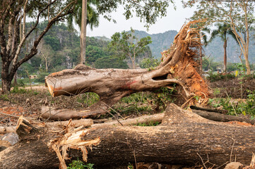 Obraz premium Huge fallen tree with debris aftermath of a hurricane or tornado attack. The strong winds of a hurricane can push water up and onto land caused major flooding and damage to homes, cars etc.