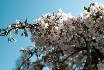pink sakura blossom viewing 