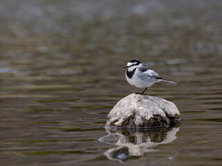 川の石の上のハクセキレイ