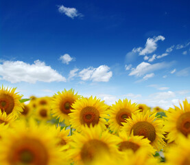 Fototapeta premium field of blooming sunflowers