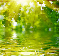 Obraz na płótnie Canvas Green leaves on sun and blur tree foliage