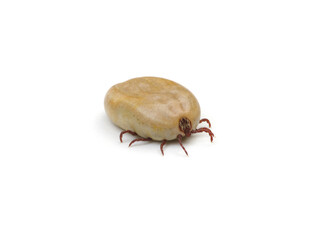 Tick insect or mite that sucked blood