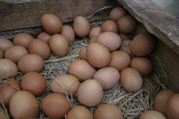 Chicken eggs in the box