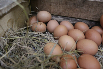 Chicken eggs in the box