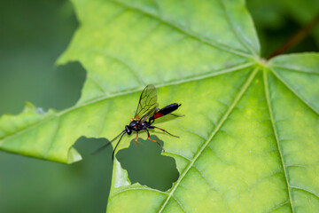 Ein fliegenähnliches Insekt auf dem Blatt eines Baumes.