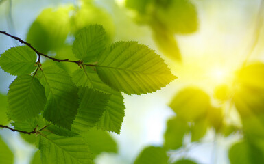 Green leaves plants on sun in nature