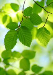Green leaves background on forest