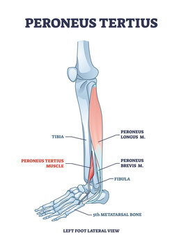 Peroneus tertius leg muscle with longus and brevis location outline diagram. Labeled educational anatomical scheme with human foot skeletal and muscular system from lateral view vector illustration.