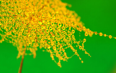 Dandelion closeup in dew and sunligh