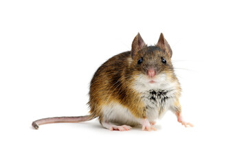 Mouse isolated on white