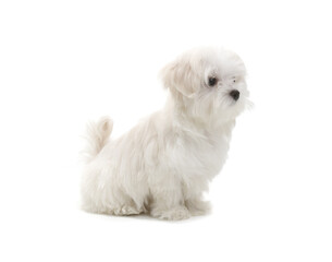 Puppy Maltese lapdog isolated on white