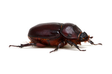 Beetle isolated on white