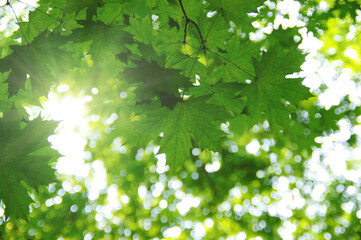Green leaves and sun
