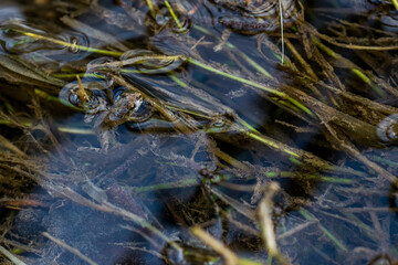 A tiny baby frog or froglet, Painted Frog, Discoglossus pictus, resting on small pieces of grass.