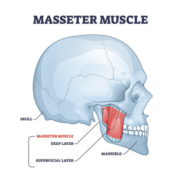 Masseter muscle as mastication anatomical muscular system outline diagram. Labeled educational medical scheme with deep and superficial layer location in head vector illustration. Skull and mandible.