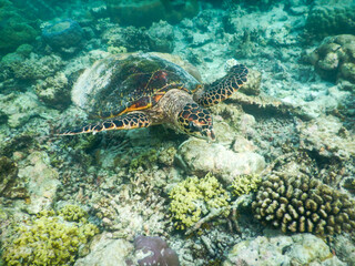 sea turtle swimming under the tropical sea