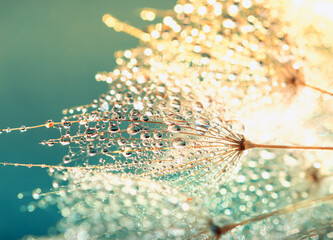 Dandelion closeup in dew and sunligh