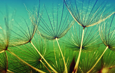Dandelion closeup in dew and sunligh