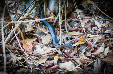 Red bellied Black snake, Queensland, Australia.