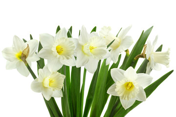 Narcissus flower on white - 494457056