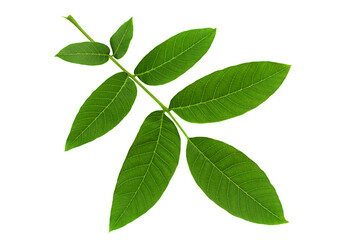 Walnut tree leaf closeup - 494457087