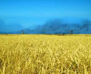 Blue sky above the Ukrainian wheaten field in a smoke of war in colors of a flag of Ukraine