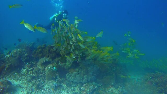 Scuba diver filming a school of yellow snapper fish with an action camera