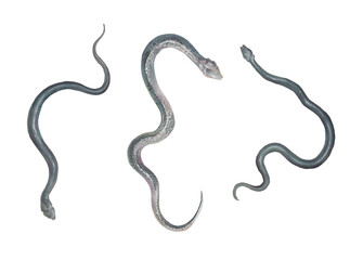 Snakes illustrations set. Black reptiles silhouette isolated on white background. Hand painted artistic clipart