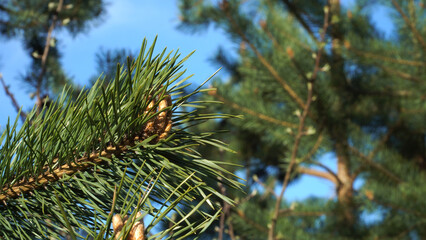 Naklejka premium Close-up of pine bud shoots between green needle branches. A natural raw material in folk medicine for respiratory health. A springtime scene in a coniferous forest on a sunny day with blue sky.