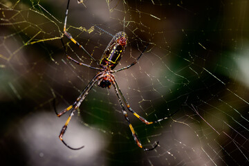 spider on web