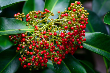 reg and green berries on tree