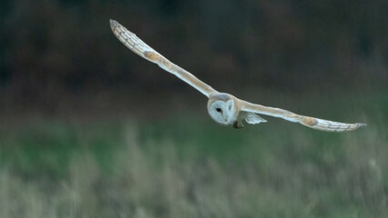 Western barn owl (Tyto alba) flying low over the grass, North Norfolk, UK. Beautiful owl in flight portrait.