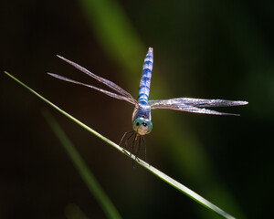Closeup shot of a flying blue dragonfly in a park © Hagenson Photography/Wirestock Creators