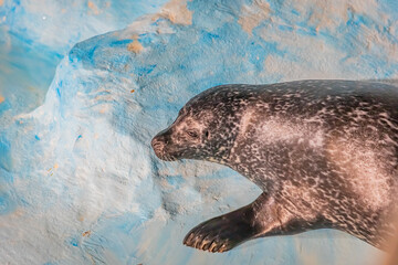 Seal is a large mammal that eats fish