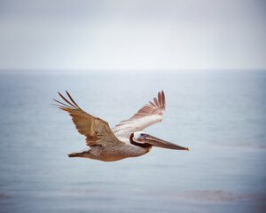 Beautiful shot of a pelican flying over a sea - obrazy, fototapety, plakaty