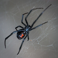 Closeup shot of a black widow spider on a web - obrazy, fototapety, plakaty