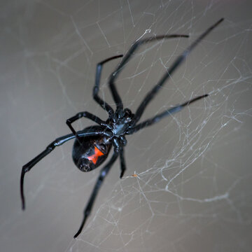 Closeup shot of a black widow spider on a web