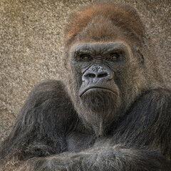 Closeup shot of a brown gorilla with angry scary expression © Hagenson Photography/Wirestock Creators
