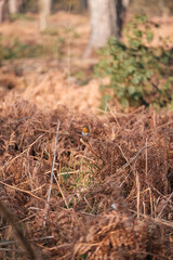 Robin in the woods