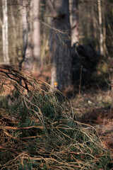 Robin in the woods